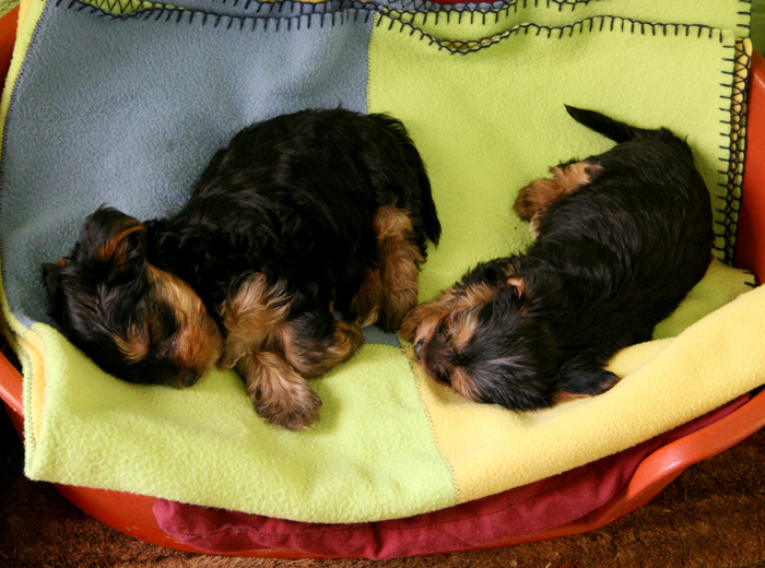 攻击网站在线工具