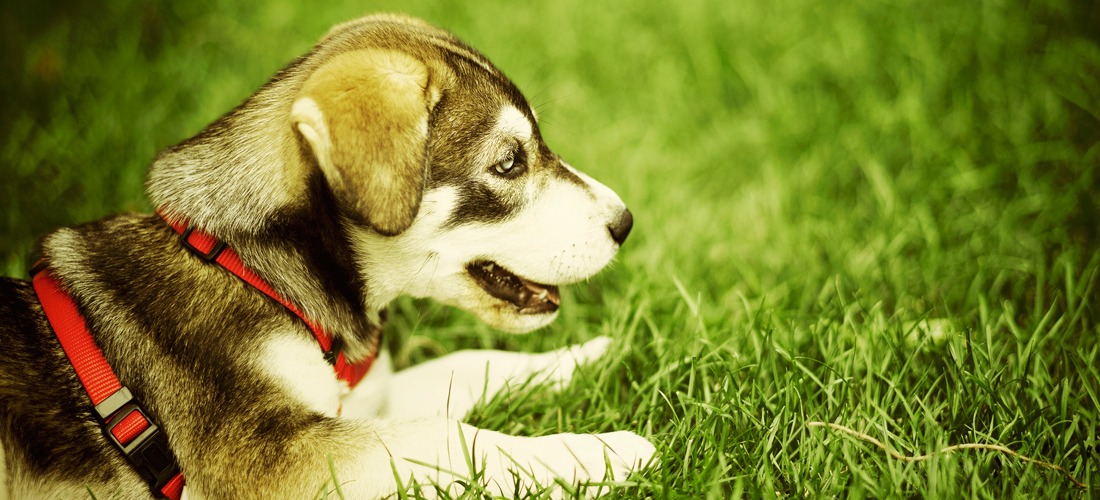 网页DDOS攻击平台